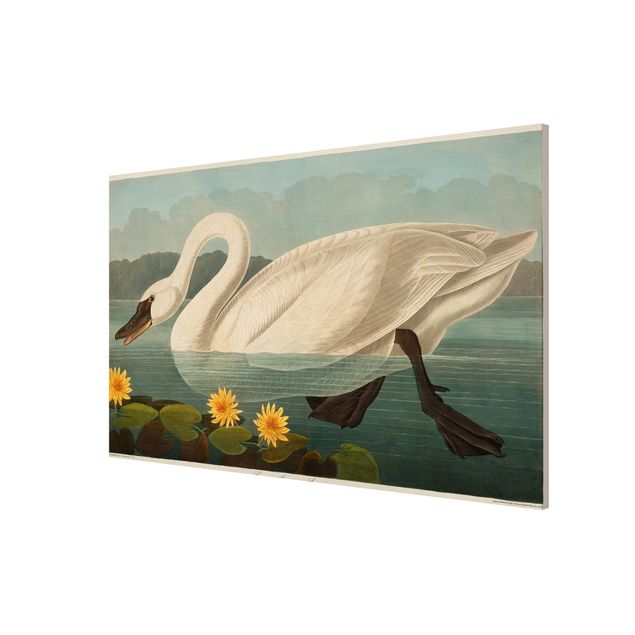 Tavlor blommor Vintage Board American Swan