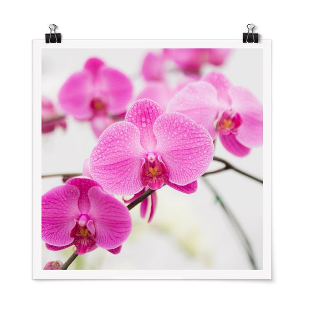 Posters blommor  Close-Up Orchid