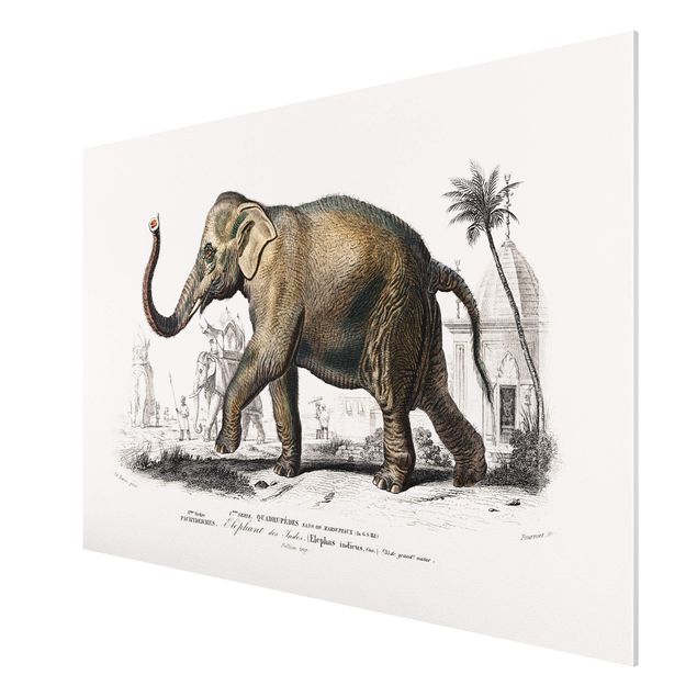 Tavlor landskap Vintage Board Elephant