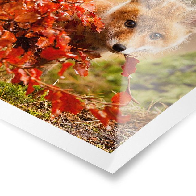 Tavlor blommor Fox In Autumn