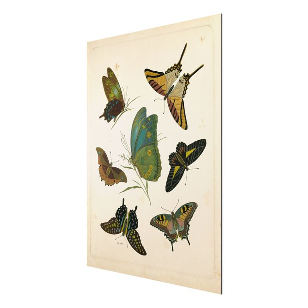Tavlor retro Vintage Illustration Exotic Butterflies