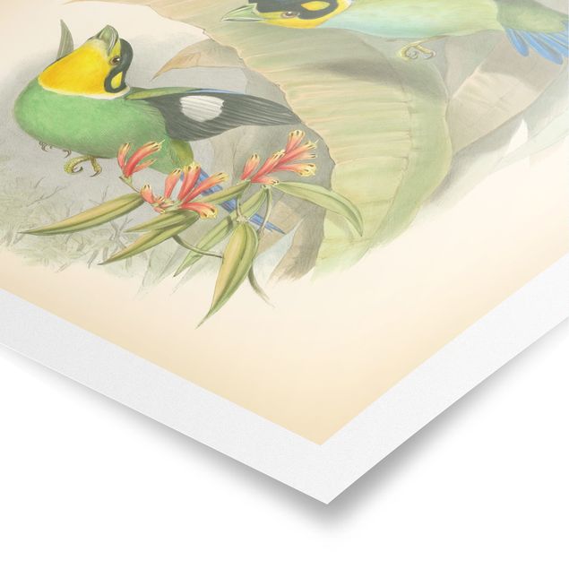 Tavlor grön Vintage Illustration Tropical Birds