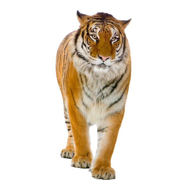 Fönsterdekaler djur Banyan tiger