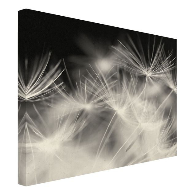 Canvastavlor svart och vitt Moving Dandelions Close Up On Black Background