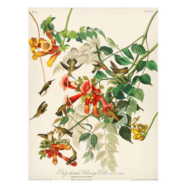 Magnettavla blommor  Vintage Board Hummingbirds