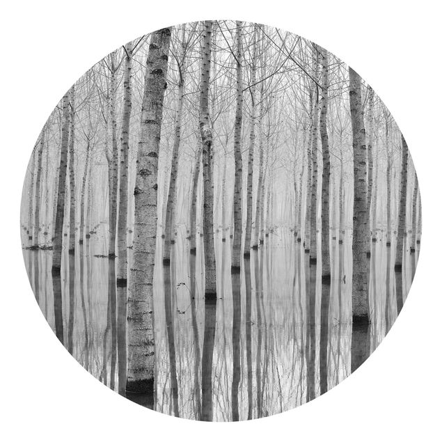 Fototapeter landskap Birches In November