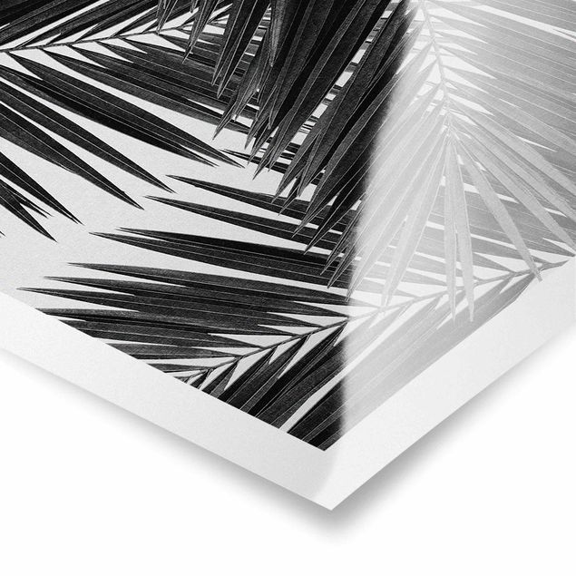 Tavlor svart och vitt View Through Palm Leaves Black And White