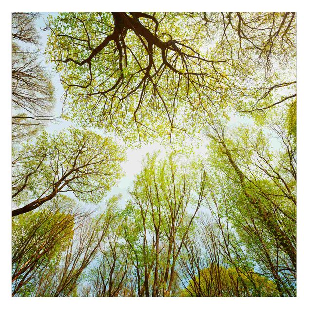 Fönsterfilm - Glance Upon Treetops