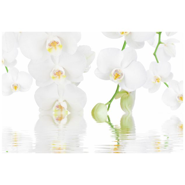 Fönsterdekaler blommor  Spa Orchid - White Orchid