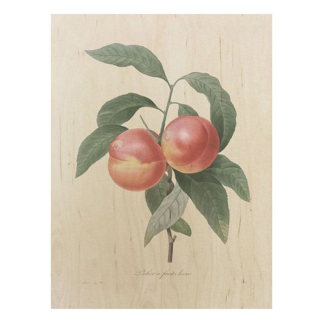 Trätavlor blommor  Botany Vintage Illustration Peach