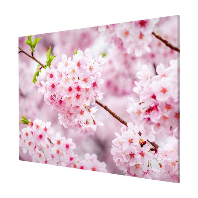 Magnettavla blommor  Japanese Cherry Blossoms