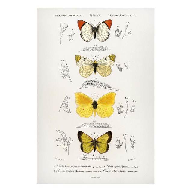 Tavlor fjärilar Vintage Board Butterflies II