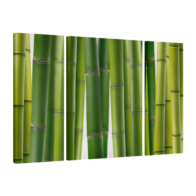 Tavlor bambu Bamboo Plants