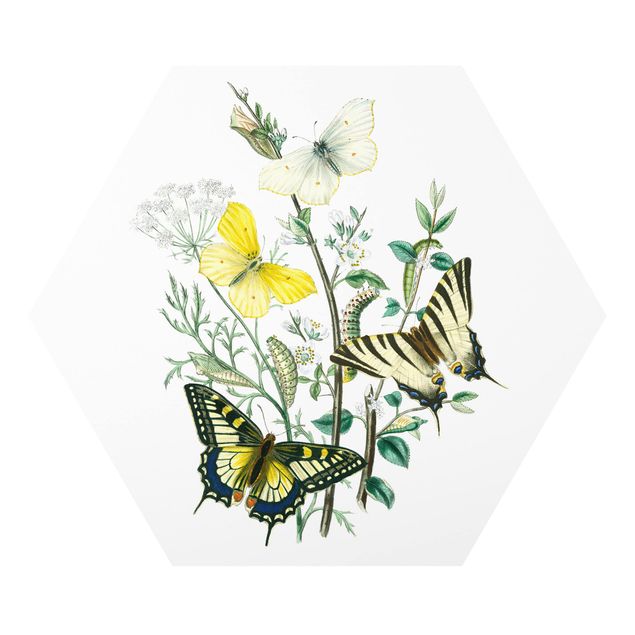 Tavlor modernt British Butterflies III