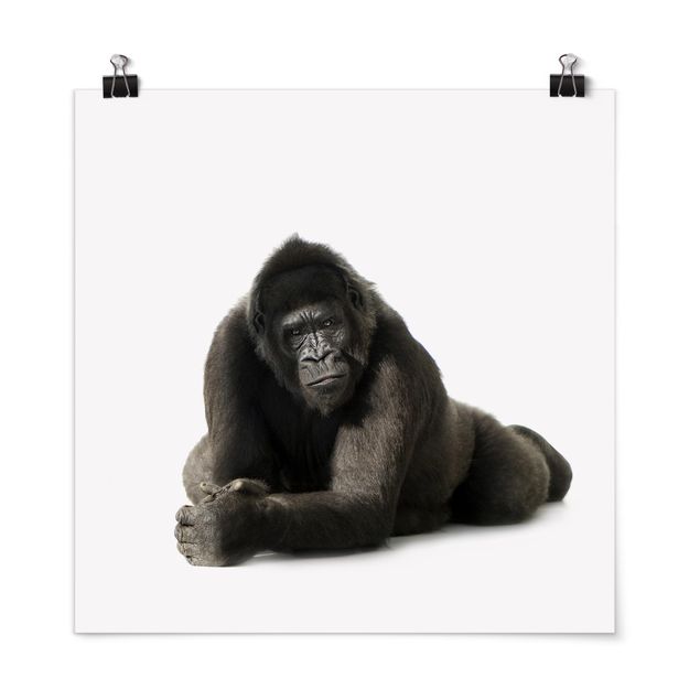 Posters djur Lying Down Gorilla ll