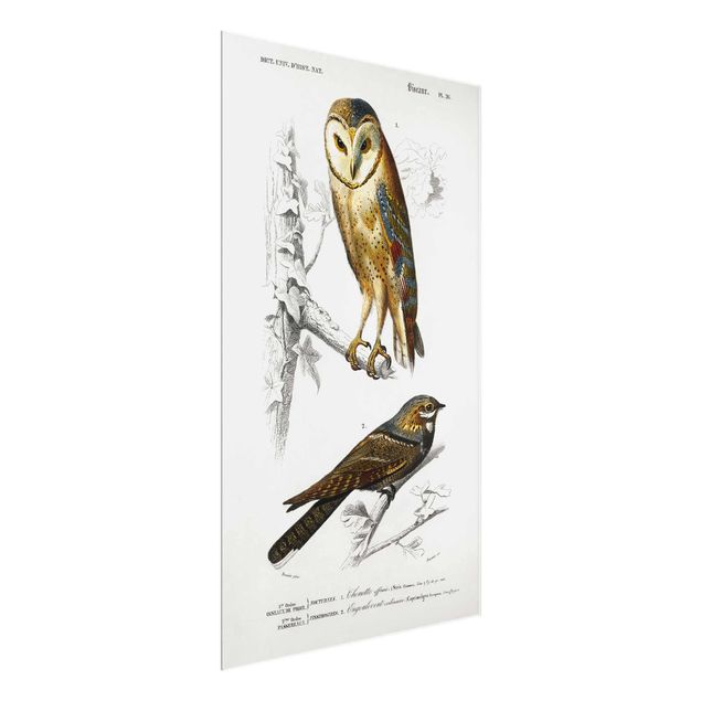 Tavlor vintage Vintage Board Owl And Swallow