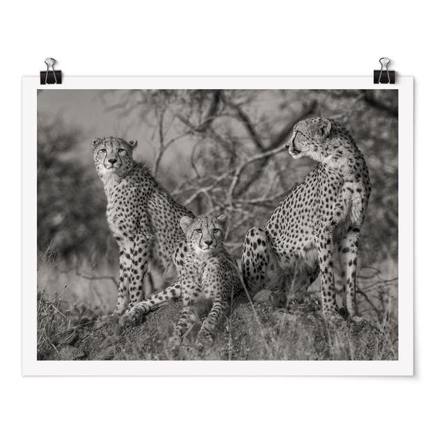 Tavlor modernt Three Cheetahs