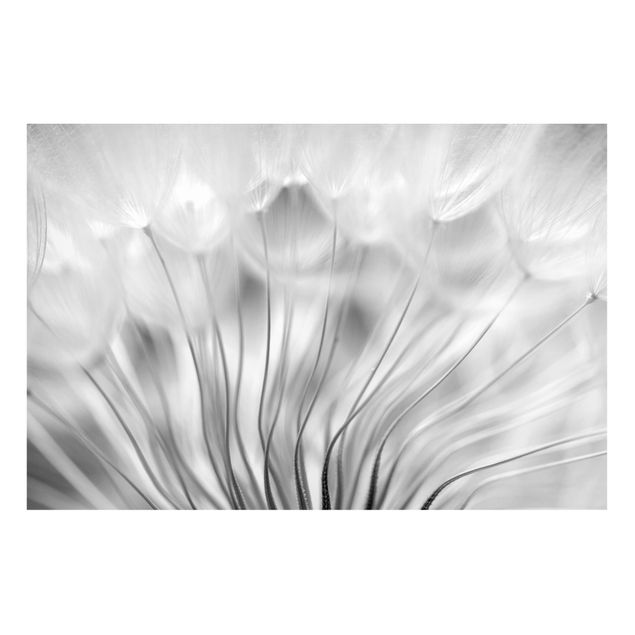 Magnettavla blommor  Beautiful Dandelion Black And White