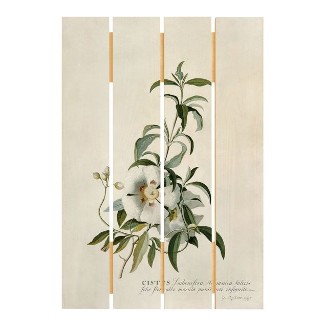 Trätavlor blommor  Georg Dionysius Ehret - Rockrose