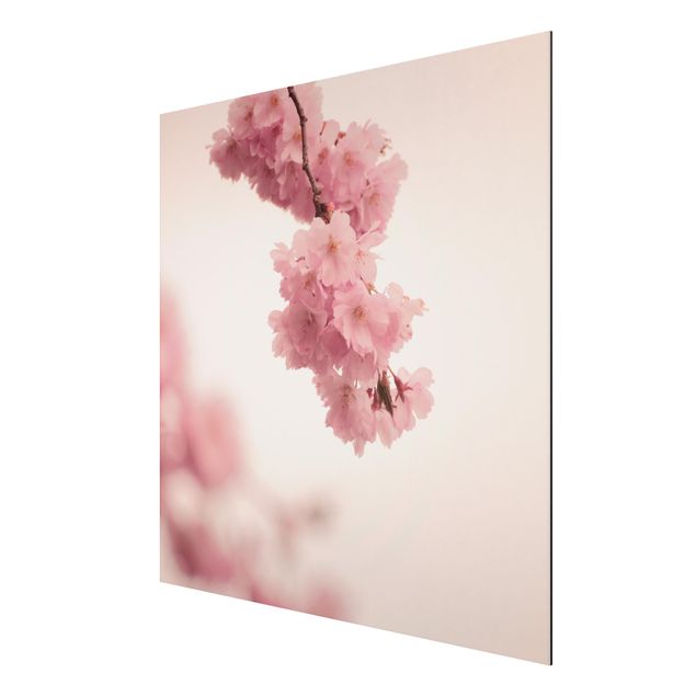 Tavlor blommor  Pale Pink Spring Flower With Bokeh