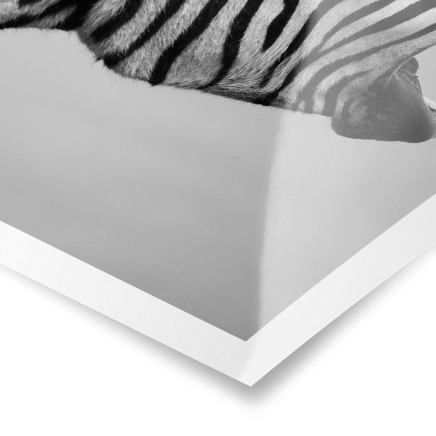 Tavlor svart och vitt Roaring Zebra ll