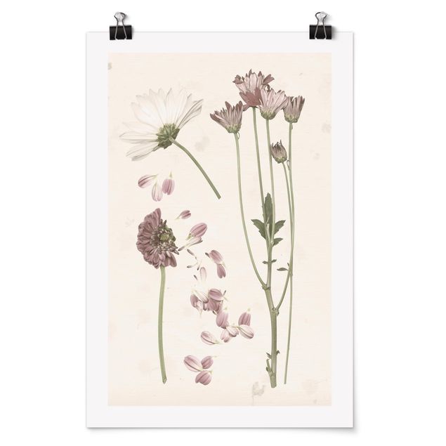Tavlor blommor  Herbarium In Pink II