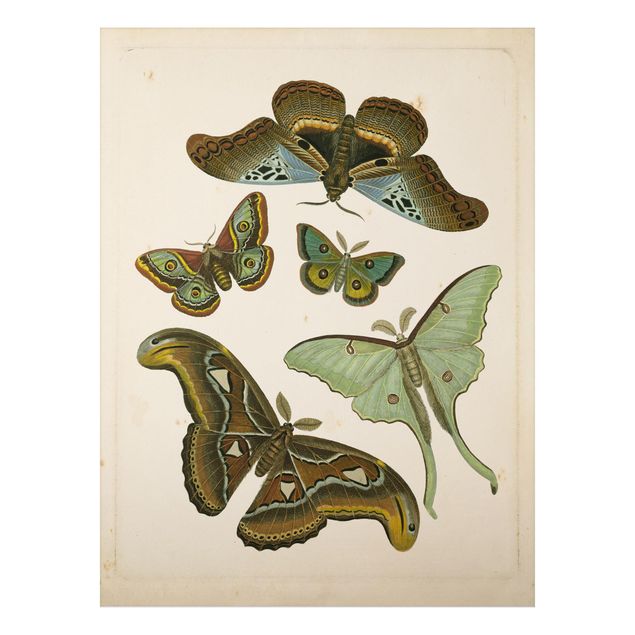 Tavlor fjärilar Vintage Illustration Exotic Butterflies II
