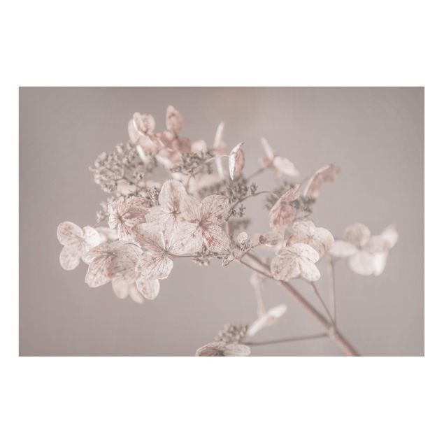 Magnettavla blommor  Delicate White Hydrangea