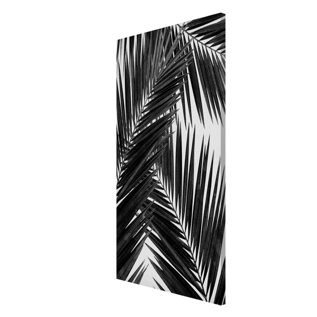 Magnettavla blommor  View Through Palm Leaves Black And White