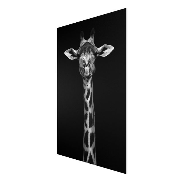 Tavlor Afrika Dark Giraffe Portrait