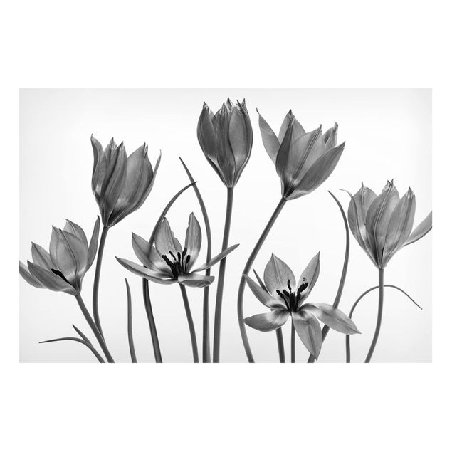 Magnettavla blommor  Seven Tulips Black And White