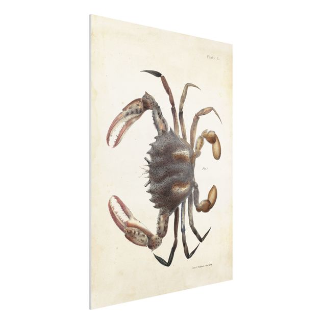 Kök dekoration Vintage Illustration Crab