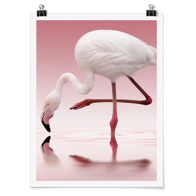 Tavlor Afrika Flamingo Dance