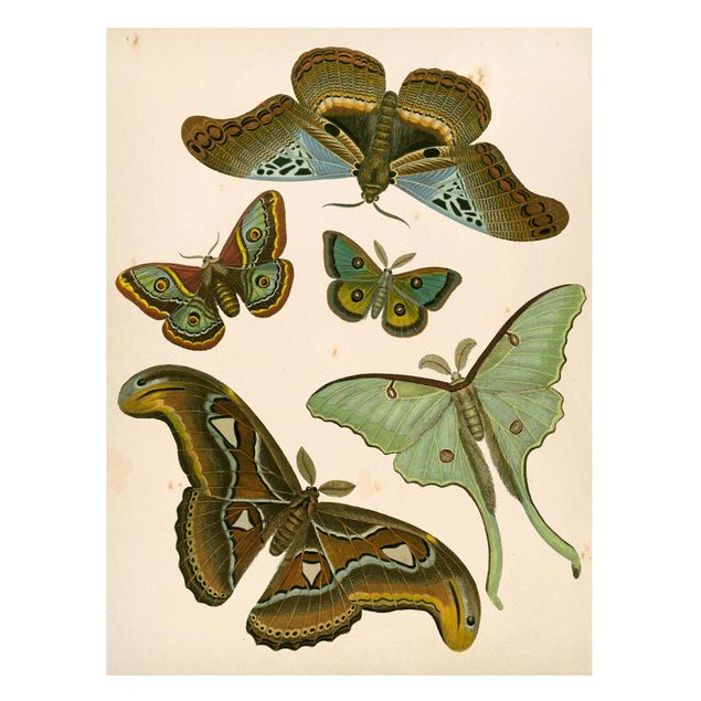 Tavlor fjärilar Vintage Illustration Exotic Butterflies II
