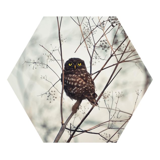 Hexagonala tavlor Owl In The Winter