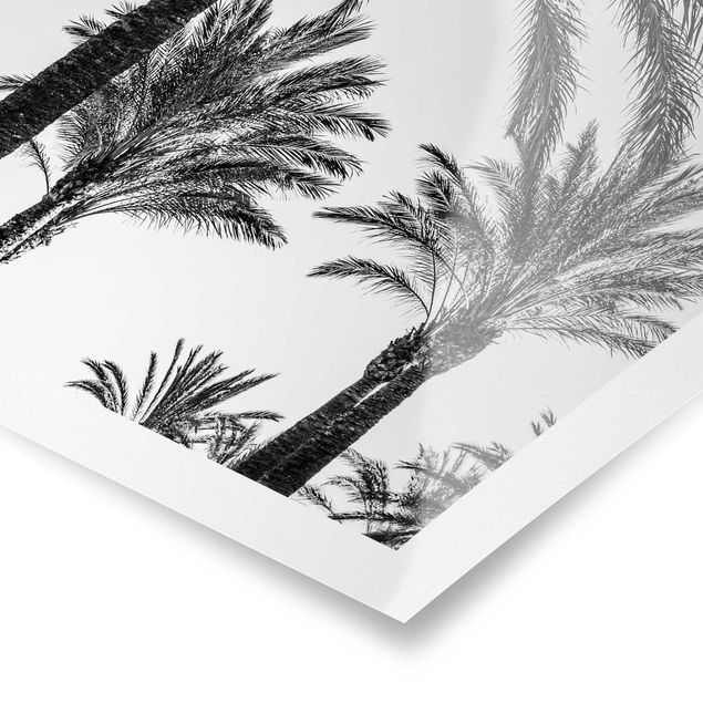 Tavlor svart och vitt Palm Trees At Sunset Black And White
