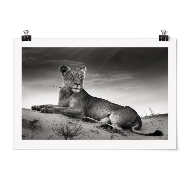 Posters djur Resting Lion