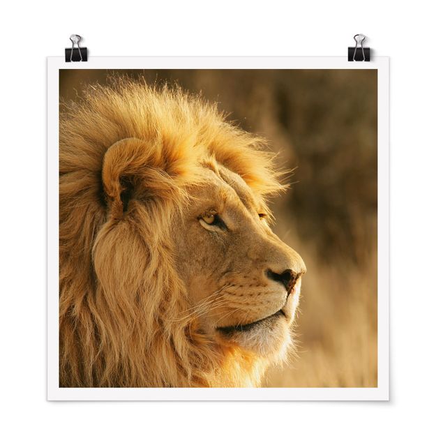 Posters djur King Lion