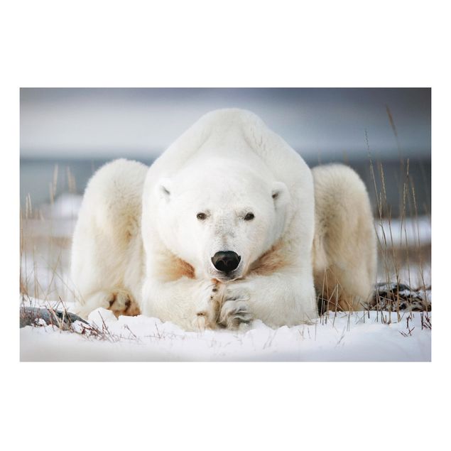 Kök dekoration Contemplative Polar Bear
