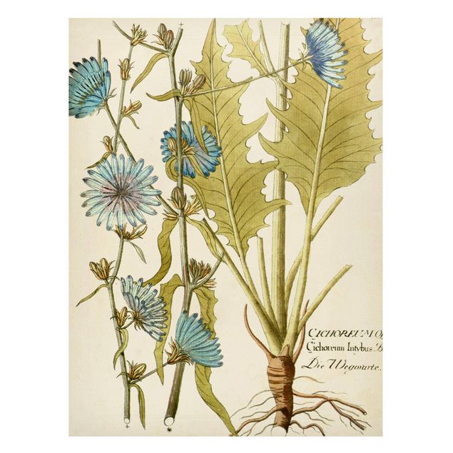 Magnettavla blommor  Vintage Botany In Blue Chicory
