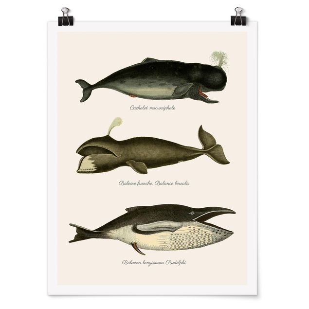 Posters djur Three Vintage Whales