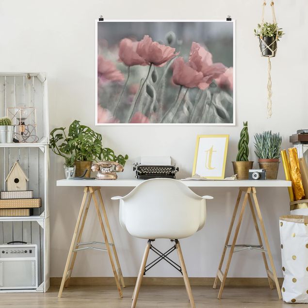Posters blommor  Picturesque Poppy