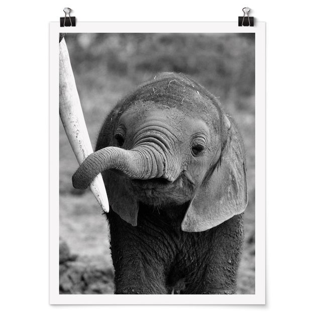 Posters djur Baby Elephant