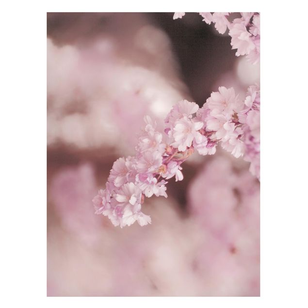 Magnettavla blommor  Cherry Blossoms In Purple Light