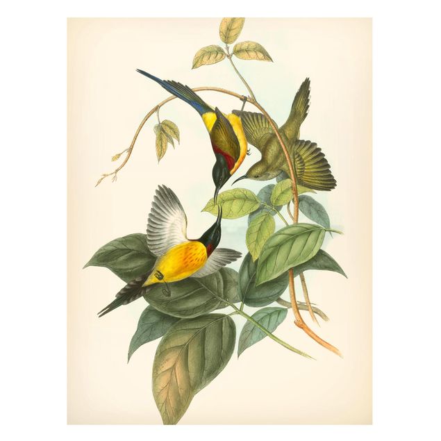 Magnettavla blommor  Vintage Illustration Tropical Birds IV