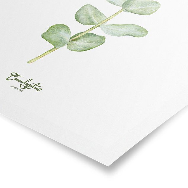 Tavlor Watercolour Botany Eucalyptus