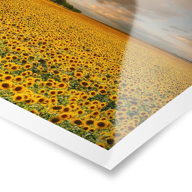 Tavlor blommor  Field With Sunflowers