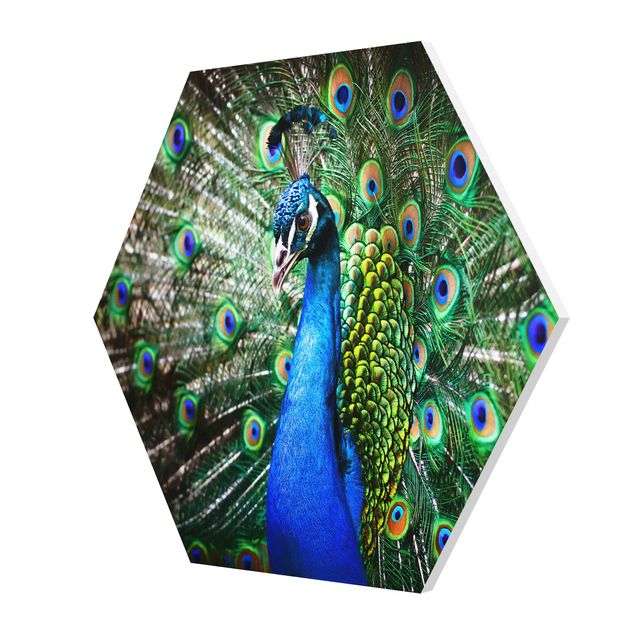 Tavlor Noble Peacock