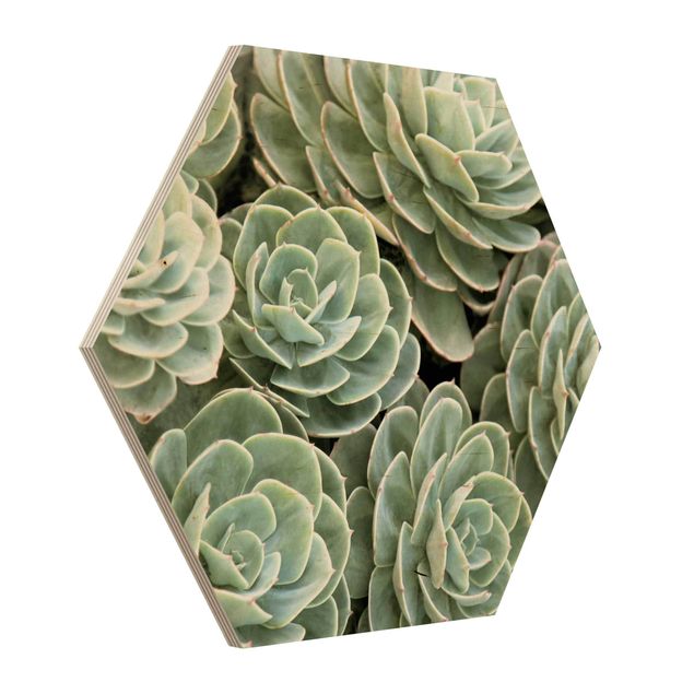 Hexagonala tavlor Green Succulents