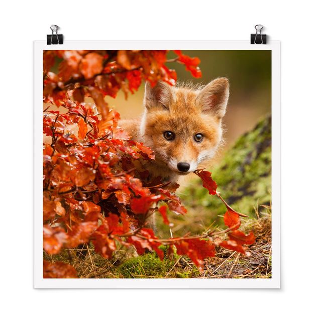 Tavlor landskap Fox In Autumn